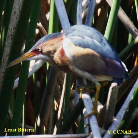 Birds of North America