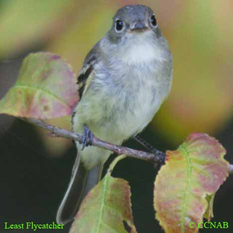 Least Flycatcher