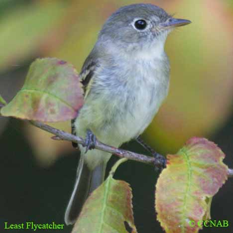 Least Flycatcher