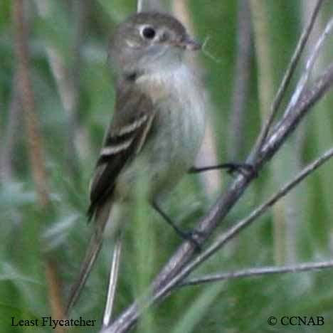 Least Flycatcher