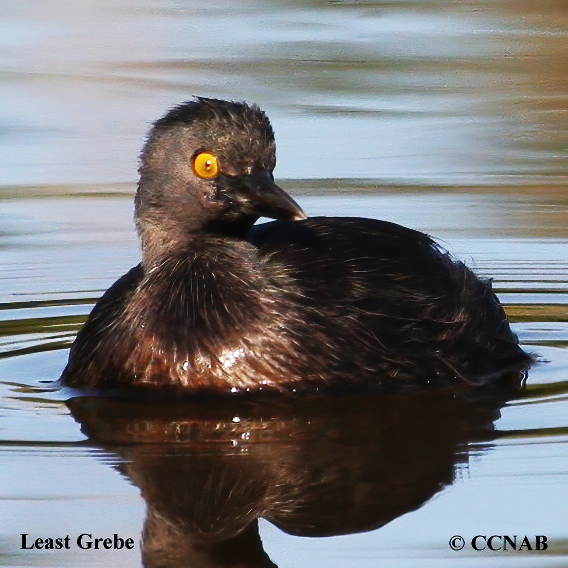 Least Grebe