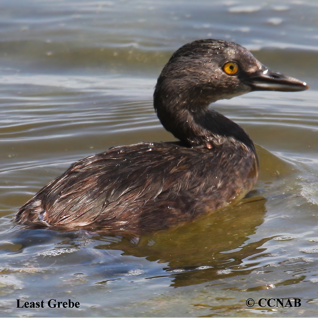 Least Grebe