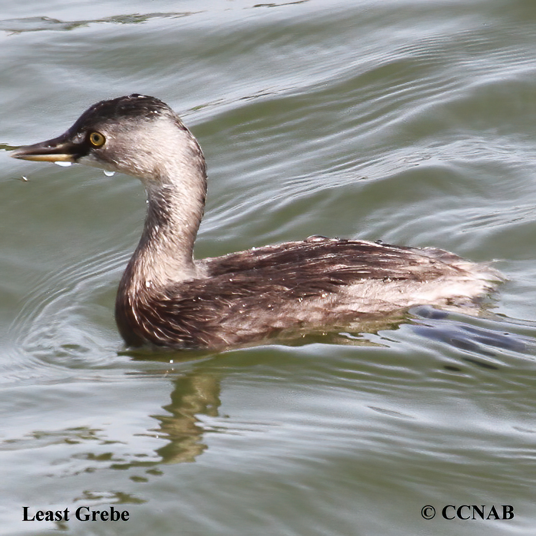 Birds of North America