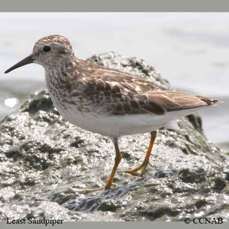 Least Sandpiper