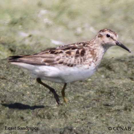 Least Sandpiper