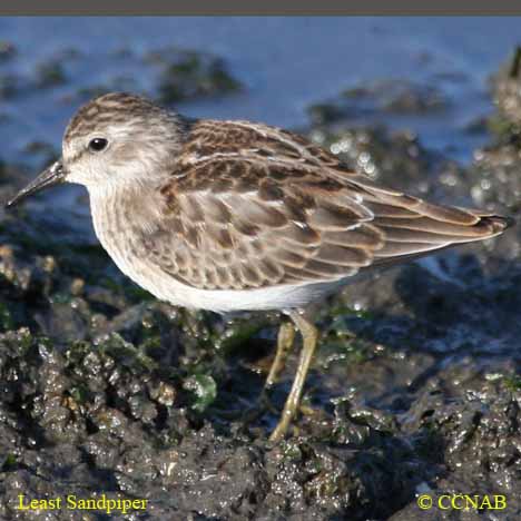 Least Sandpiper