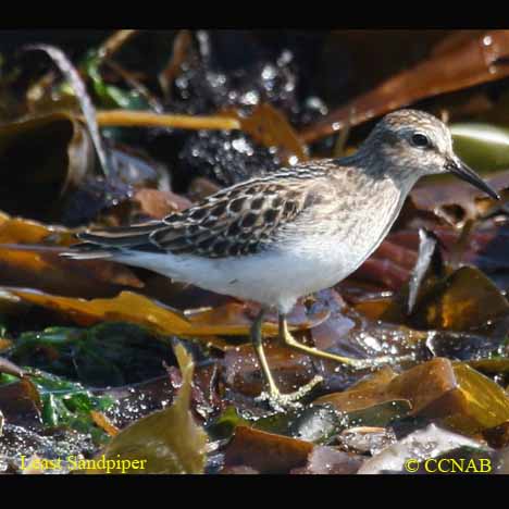 North American Sandpipers