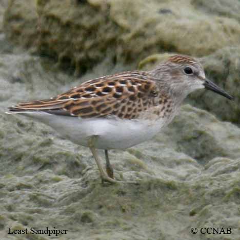 Birds of North America