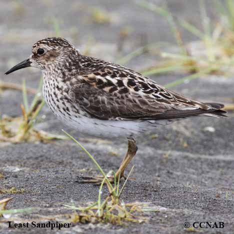 Least Sandpiper