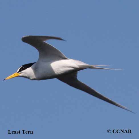 Least Tern