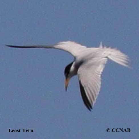 Least Tern