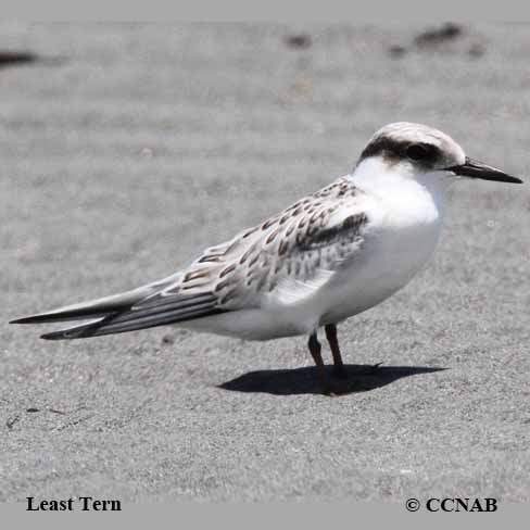 Least Tern