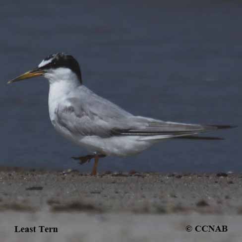 Least Tern