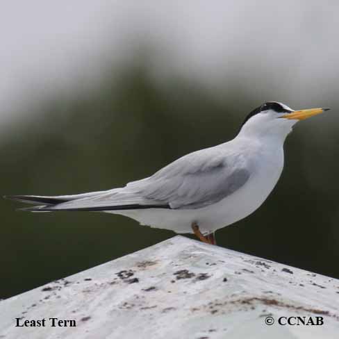 Least Tern