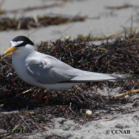 Least Tern