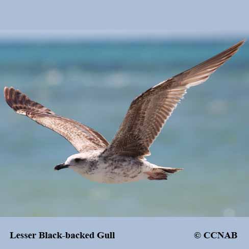 Lesser Black-backed Gull