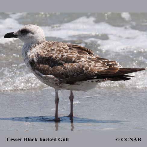 Lesser Black-backed Gull