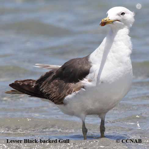 Lesser Black-backed Gull