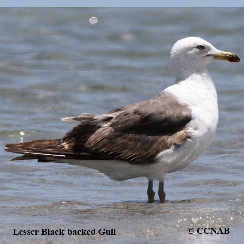 Lesser Black-backed Gull