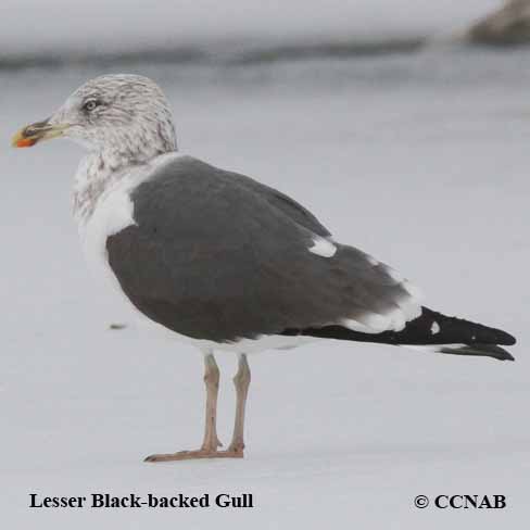 Lesser Black-backed Gull