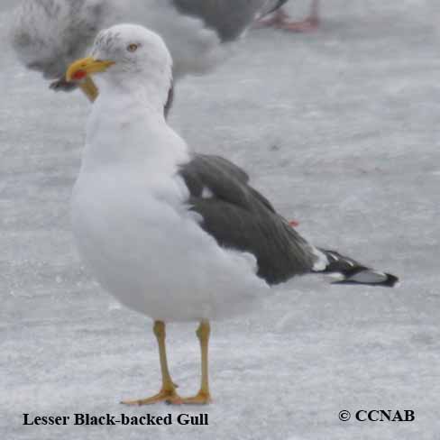 Lesser Black-backed Gull