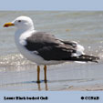 Lesser Black-backed Gull