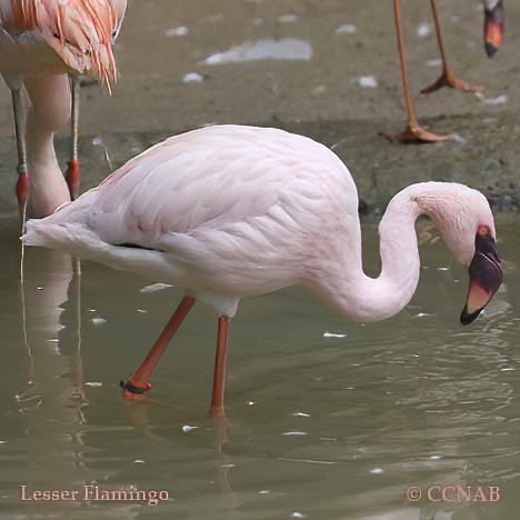 Lesser Flamingo