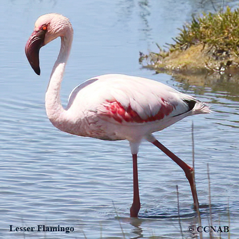 Lesser Flamingo