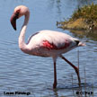 Lesser Flamingo