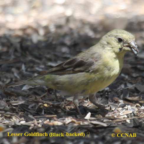 Lesser Goldfinch (Black-backed)