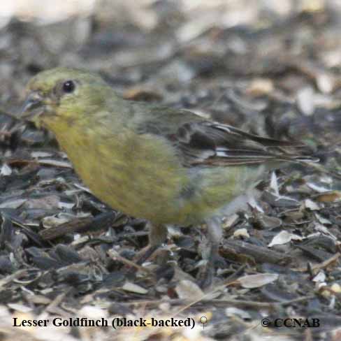 Lesser Goldfinch (Black-backed)