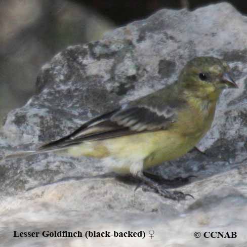 Lesser Goldfinch (Black-backed)