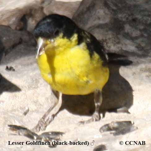 Lesser Goldfinch (Black-backed)