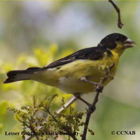 Lesser Goldfinch (Black-backed)