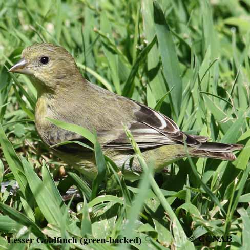 Lesser Goldfinch (Green-backed)