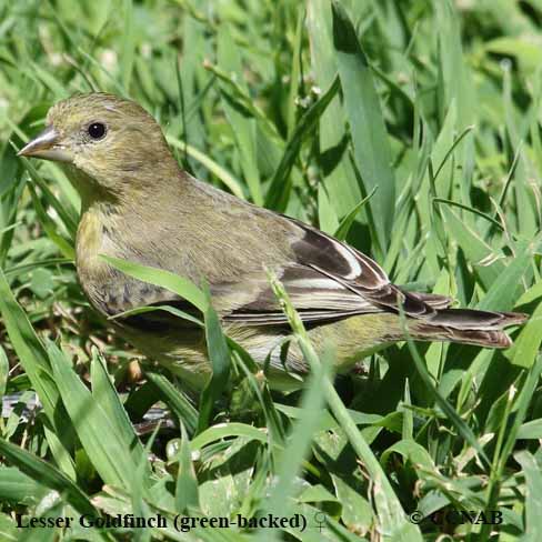 Birds of North America