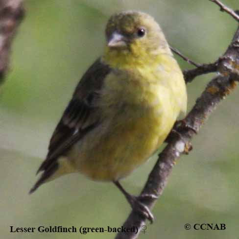 Lesser Goldfinch (Green-backed)