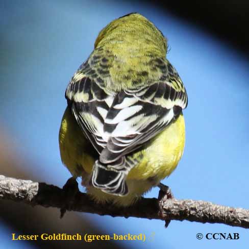 Lesser Goldfinch (Green-backed)