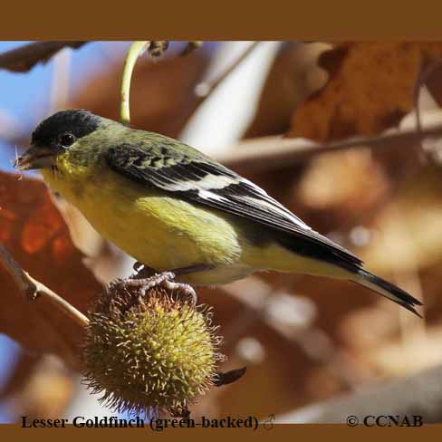 Lesser Goldfinch (green-backed)