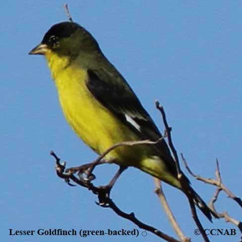 Birds of North America