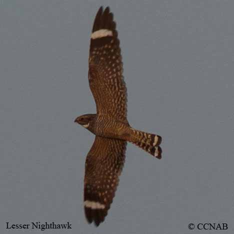 Lesser Nighthawk