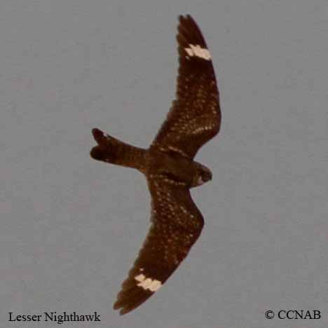 Lesser Nighthawk