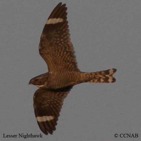 Lesser Nighthawk