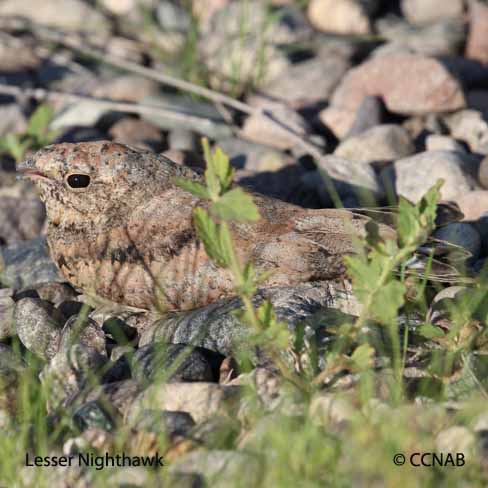 Lesser Nighthawk