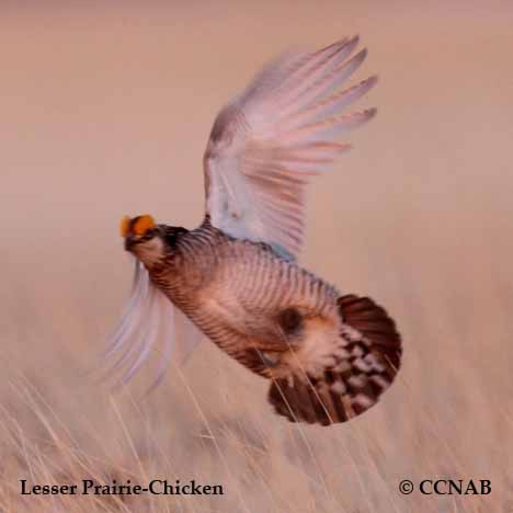 Lesser Prairie-Chicken