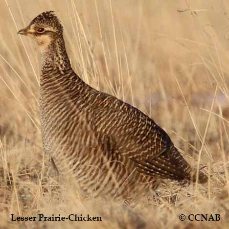 Lesser Prairie-Chicken