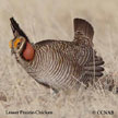 Lesser Prairie-Chicken