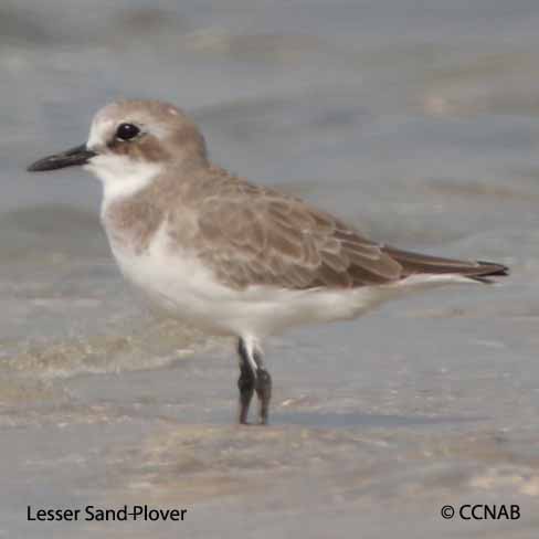 Lesser Sand-Plover