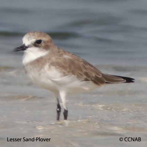 Birds of North America