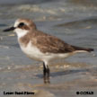 Lesser Sand-Plover